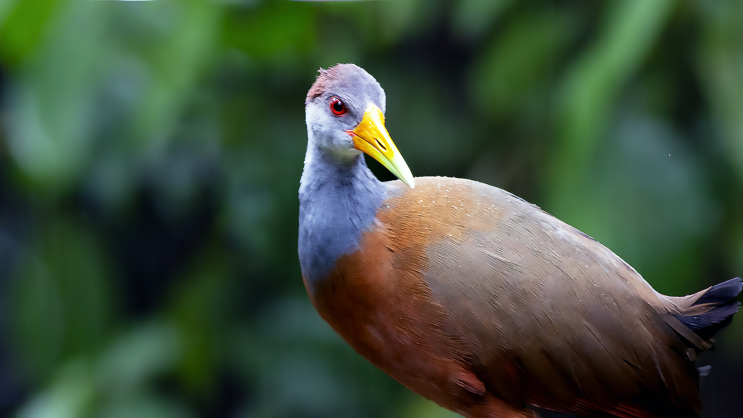 Rufous-naped Wren